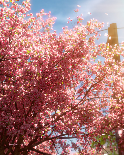  Under Sakura Tree Blender Scene & Full size (7200 x 9000 px) Under Sakura Tree Blender Scene &a