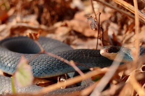 audiogeography: Blue Racer (Coluber constrictor foxii)