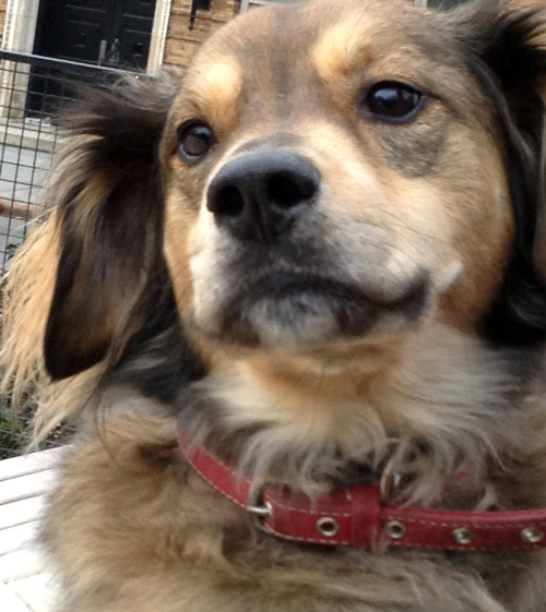 blog-for-dogs:Bravo at the Washington Square Park Dog Run.