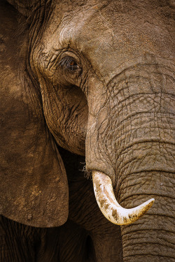 earthandanimals:  The Eye of an African Bull