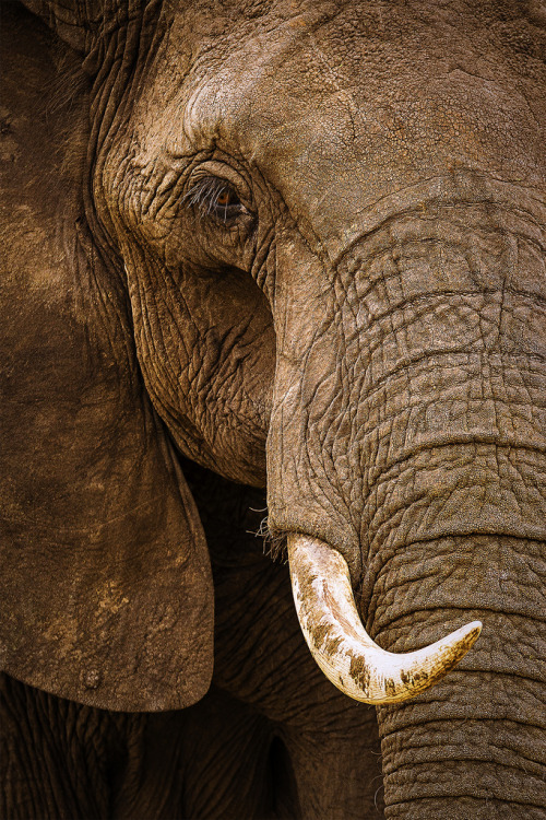 Porn Pics earthandanimals:  The Eye of an African Bull