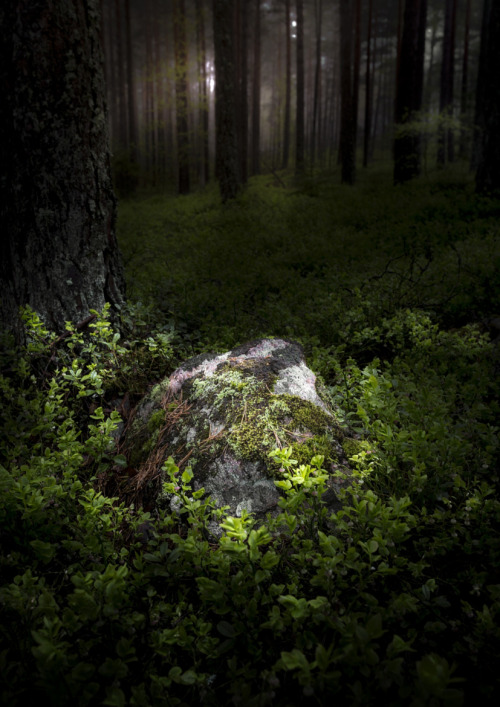 outdoormagic:Son of the forest by Ulf Harstedt