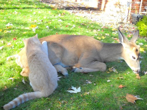 cursed-amulet:my dream is to live in a place where cute forest critters wander into my yard and make friends with my pets 