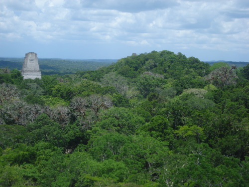 View of Tikal tower from the tree tops. 
