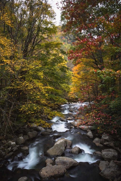 The secret fate of all life.Great Smoky Mountain National Park @zeisenhauer