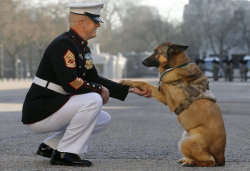 throwthemfromhelicopters:  impossiblygeneralfox:  uniformstories: On Tuesday, Lucca, a 12-year-old German shepherd, received the prestigious Dickin Medal, the highest military decoration awarded for valor in the UK. She’s the first American K9 to receive