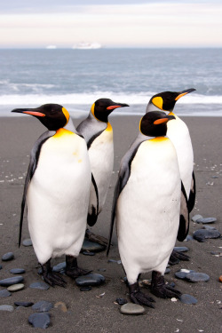 h4ilstorm:  4 kings on a south georgia beach