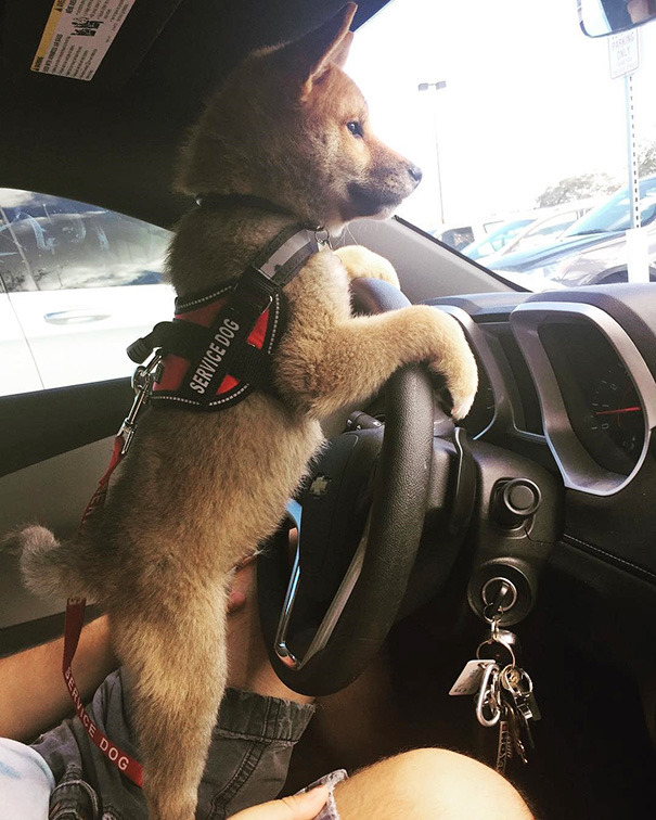 melbtradie:  deleted-scenes: mayahan: Puppies On Their First Days Of Work  EMPLOYEES