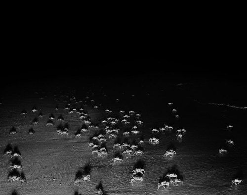 vivipiuomeno1:Trent Parke ph. (Australia, 1971) Ghost crabs, Quobba Beach, Western Australia, 2011 from ‘The Black Rose’, Exhibition Installation