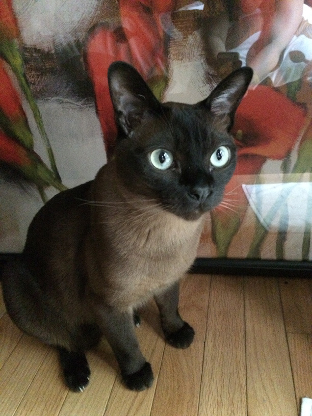 This Isn't My Cat