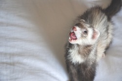 the-book-ferret:  It’s #tongueouttuesday and Dig is showing off his impressive skillz!