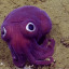 noteviloctopus