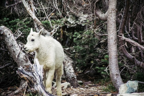 jeremylfisher:  Hidden Lake Trail, Glacier National Park