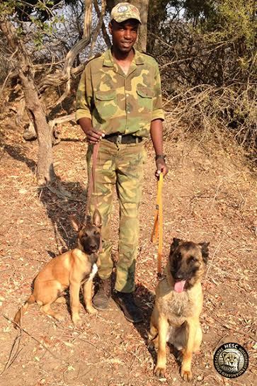Little Nicor is the newest recruit to joing Bullet, Zee and the growing canine APU at HESC in South 