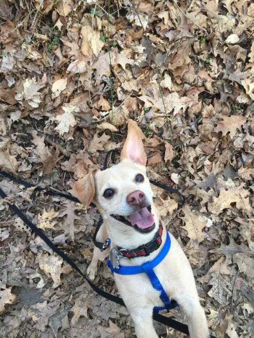 we went hiking a couple weeks ago (when it was actually nice out!) with my best friend and her lab/d