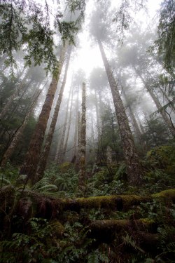 thisnormallife:  Rattlesnake Trail, WA ©sclouse