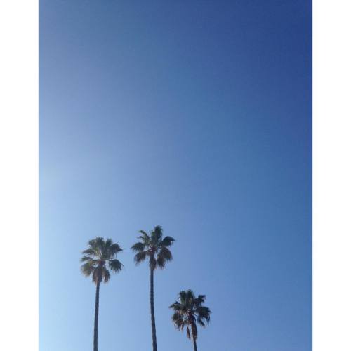  #California #palms #palmtrees #santabarbara #views #today #beach #lovinglife (at Santa Barbara, Cal