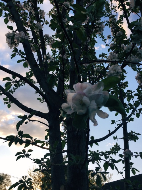glowhkid:fleurs de pommier avec le soleil, 2016ig: @kellysaybe