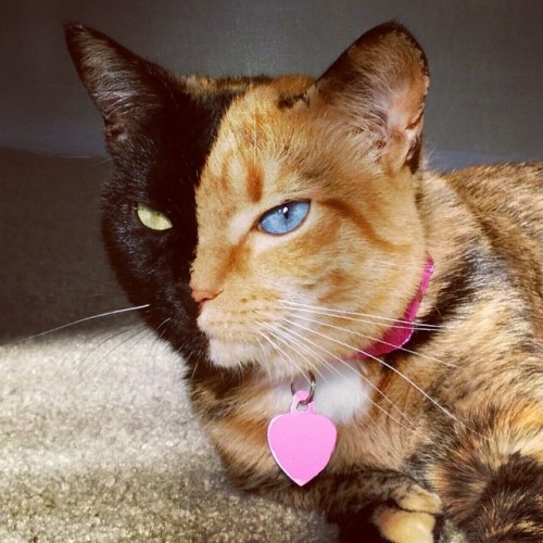 mymodernmet:  Venus, an adorable Chimera cat from North Carolina, has a striking two-toned face and different colored eyes.  