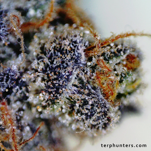 terphunters:  Blue Dream, macro of curing bud