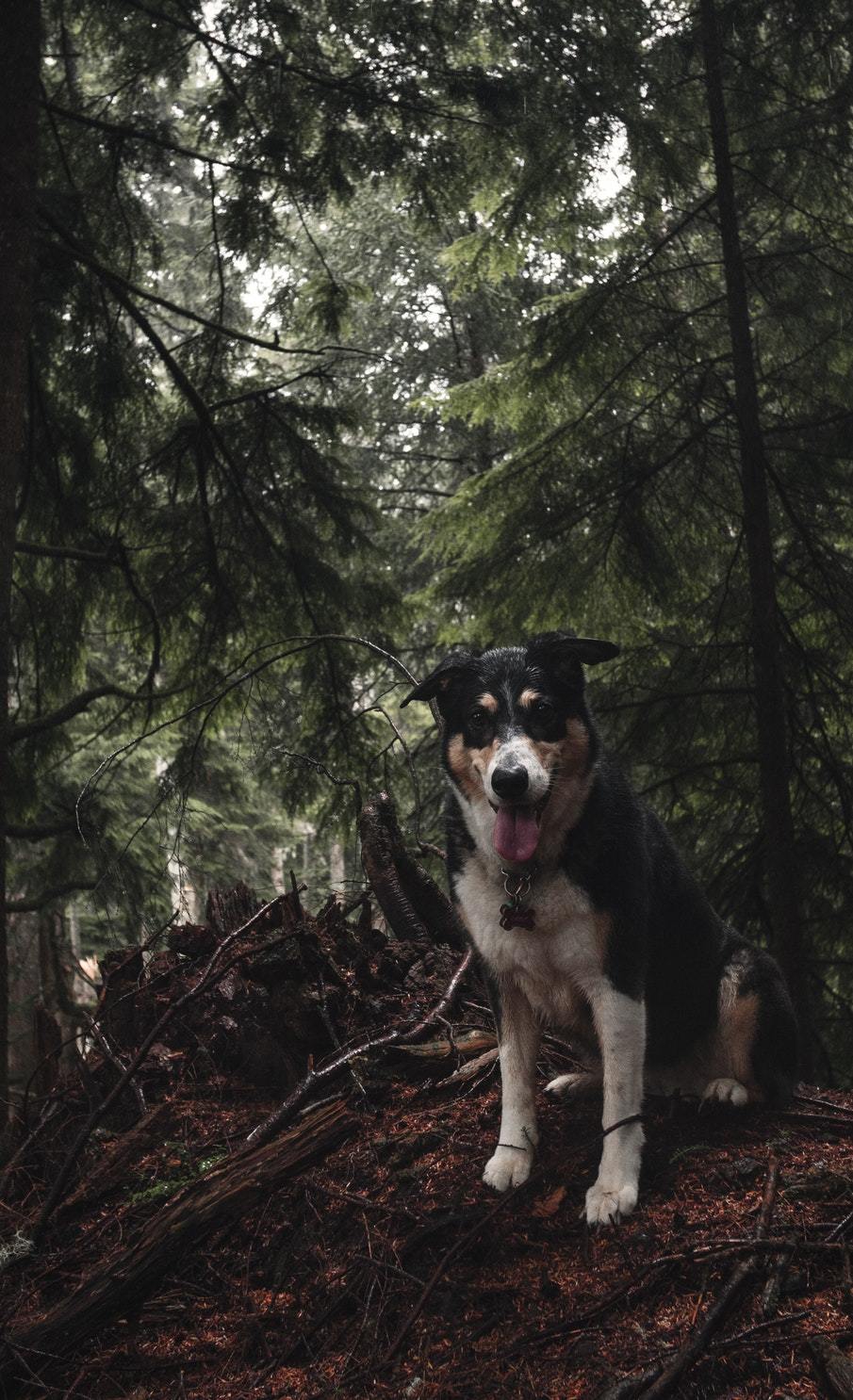 My adventure through the forest