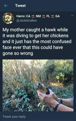 the-armed-utahn:  will-ferret:  whitepeopletwitter: How do you catch a hawk?!   