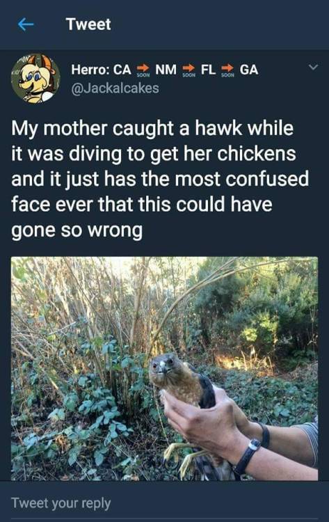 nylaporp: the-armed-utahn: will-ferret: whitepeopletwitter: How do you catch a hawk?! Both of them a