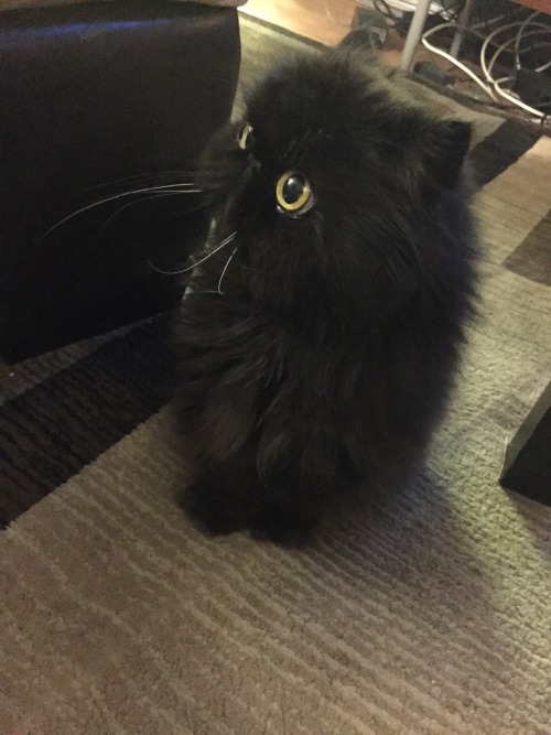 girahimu-sama: toastoat: my cousin’s cat looks unreal like what is this shit. Who authorized t