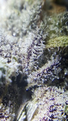 indica-lungs:  Grape Ape looking truly gorgeous