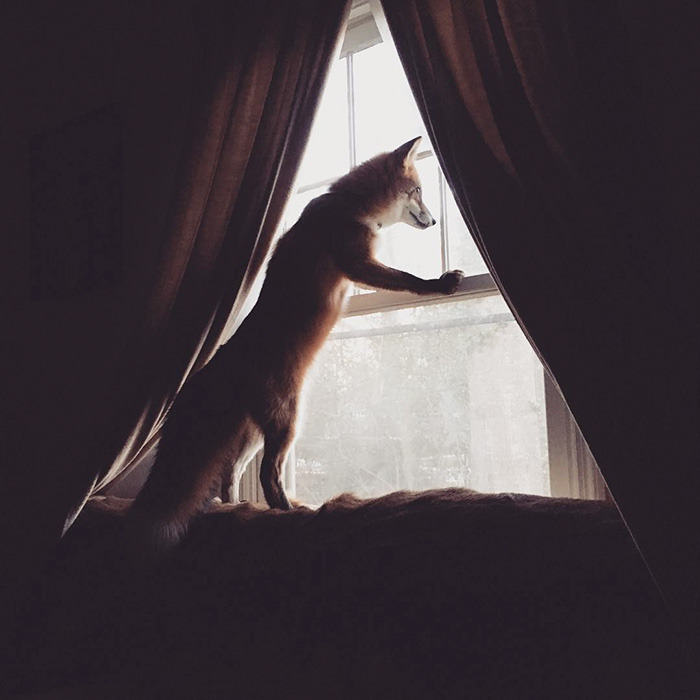 friendswithmysister:awesome-picz:  Meet Juniper, The Pet Fox Who’s Basically An