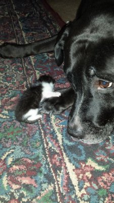 cuteanimalspics:  I was told I should post this here. It is my newest girl holding hands with my old girl