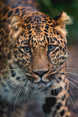 thelavishsociety:  Leopard Portrait by Daniel