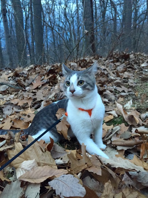 mountain&ndash;mystic: Ollivander enjoying the warm weather right outside our back door he was s