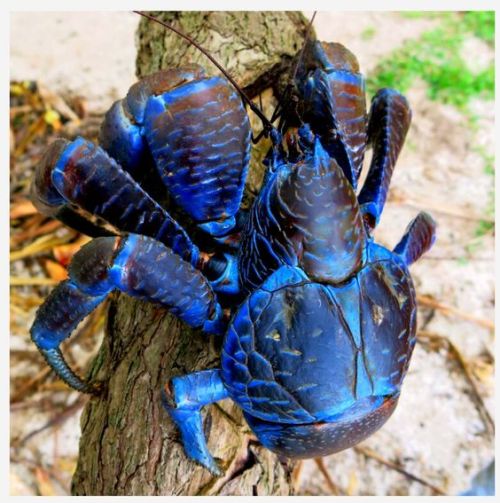 eartharchives: The coconut crab is an incredible crustacean. It’s a terrestrial hermit crab an