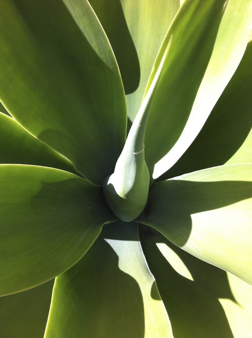 ailau:  my plant is quite tumblr isn’t it? haha
