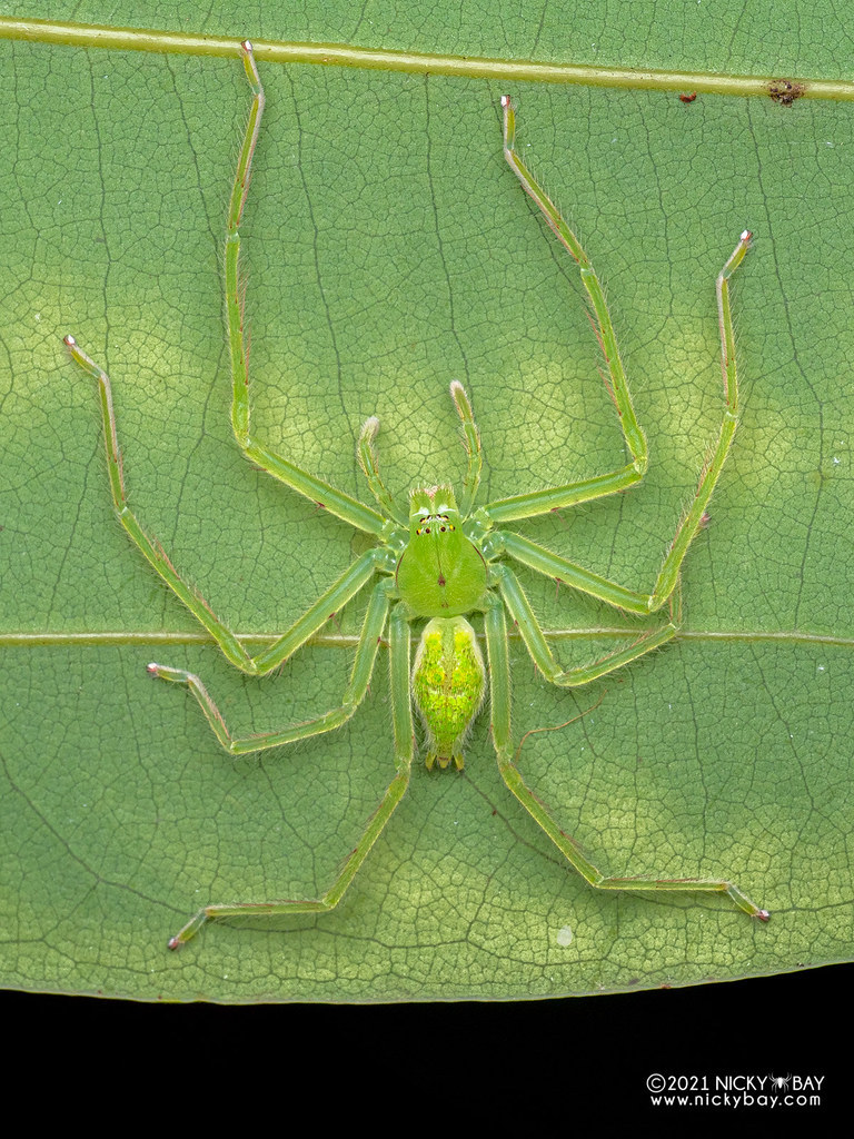 One Nice Bug Per Day Green Huntsman Spider Gnathopalystes Sp One Nice Bug Per Day Green Huntsman Spider Gnathopalystes Sp