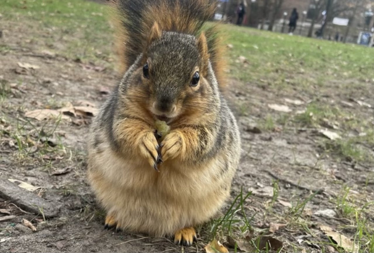 miji-12 on Tumblr: The Fattest Squirrel Ever! on youtube Surge In Super
