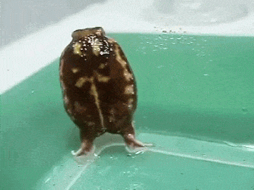 theroyalfrogman:theroyalfrogman:Today’s good froggo is this friend that is trying his best with his 