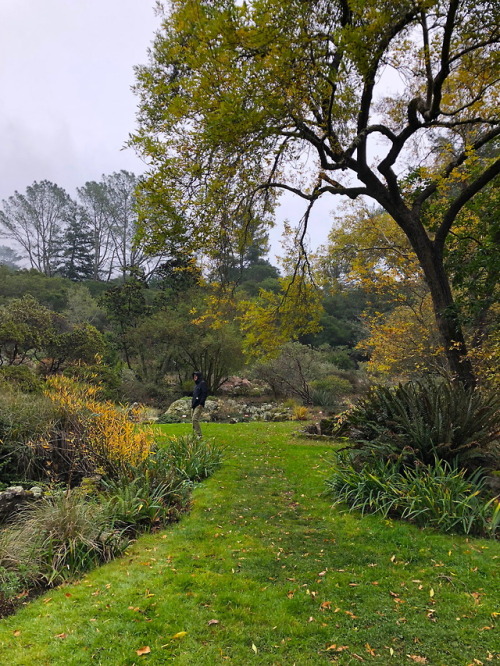 REGIONAL PARKS BOTANIC GARDEN, CA: native plants of California.