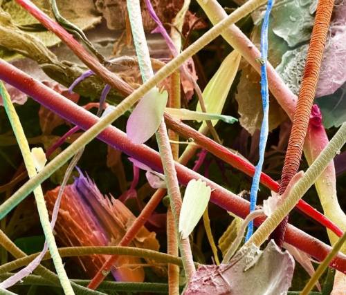 scienceyoucanlove: Coloured electron micrograph of common dust, 130x magnified.There are far more co