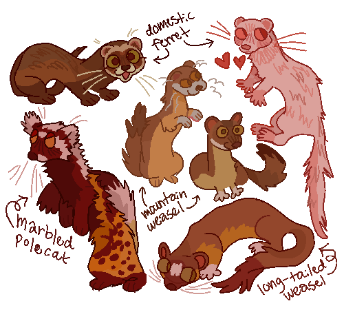 Close Ups Of Some Of The Weasels From My Last Post, Ft Transparent Background & Identifications!
