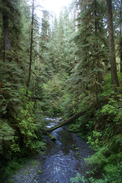 frommylimitedtravels:  So much life… Wiillaby Creek, WA.