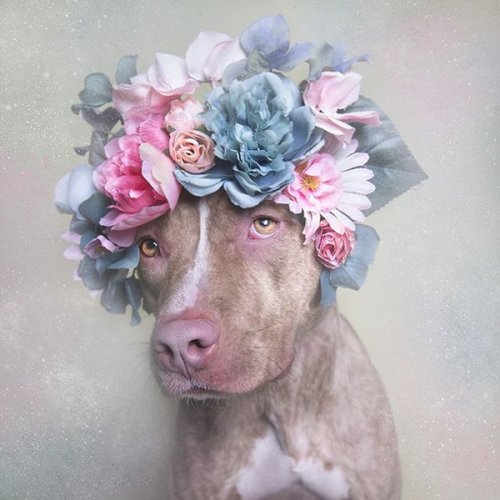 Woof #dog #pit #flowers #bouquet # paste; #pink #blue #hat #pet #bark #k9 #woof #paws #pitbull