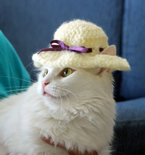 ainawgsd:Cats in Easter BonnetsHere are some old (but important) pics of my cat wearing a bonnet