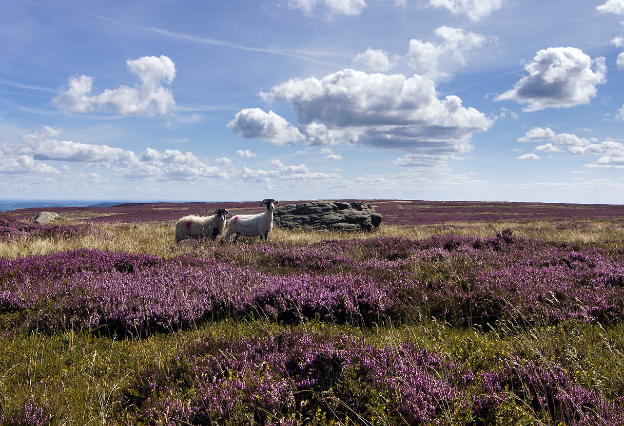 90377:    Sheep amongst the heather by Alison Tomlin  