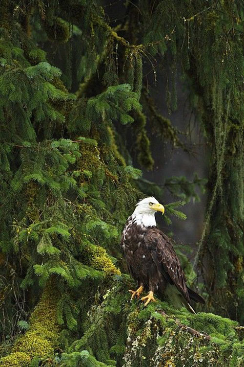 wolverxne:  Eagle In The Woods  Photograhper: Richard Wear 