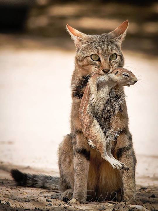 kingdom-of-the-cats:  “An African wildcat with its latest catch, an unlucky ground