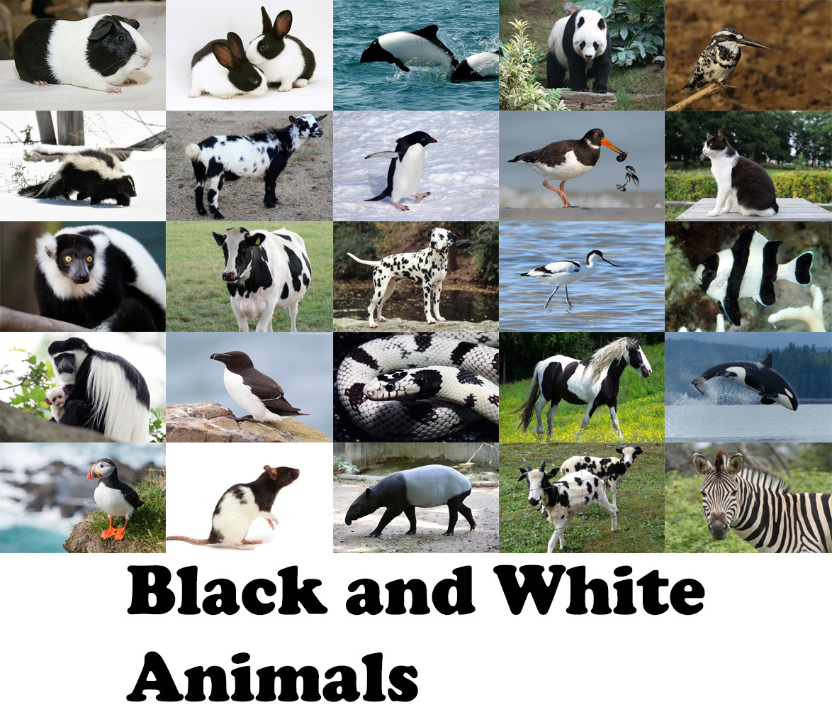 Top 105+ Images what animal is black white and green Stunning