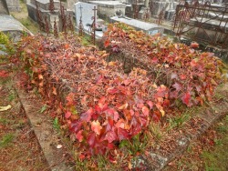 graniteonmypizza: Cimetière Bouteillerie, Nantes, France, October 2017