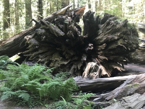 flora-file:Fallen Trees (by flora-file)Redwood Rootballs at Founder’s Grove, Humboldt